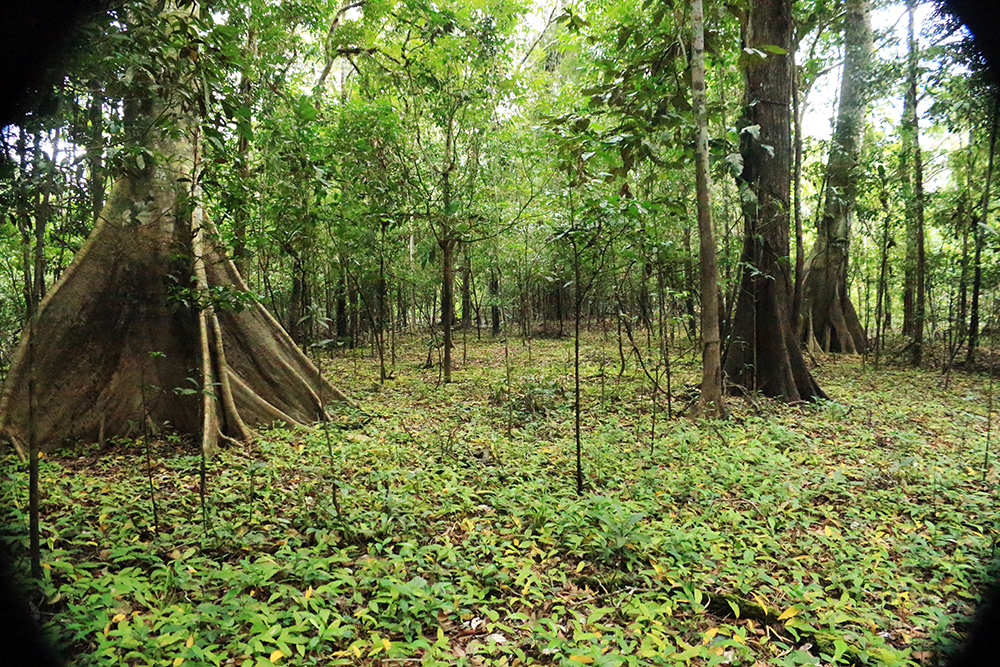 ¿Titulamos protegiendo los bosques?