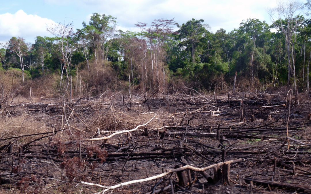 Chaos in agriculture regulatory framework is the primary cause of negative impacts in forest areas