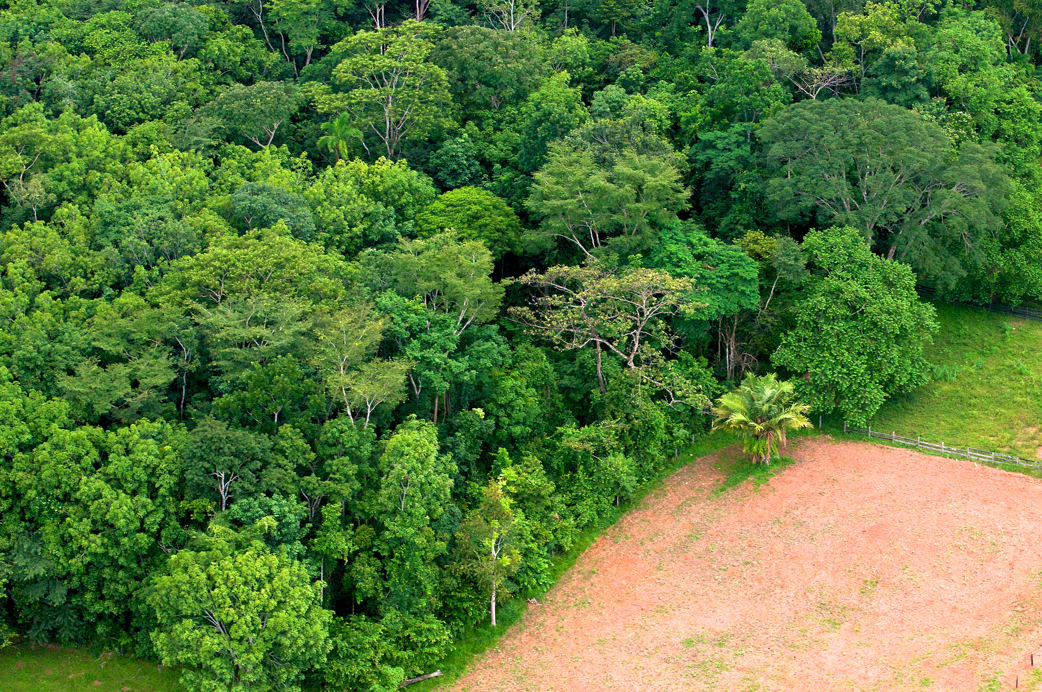Recomendaciones DAR:  Bosques amazónicos y cambio de uso de suelo