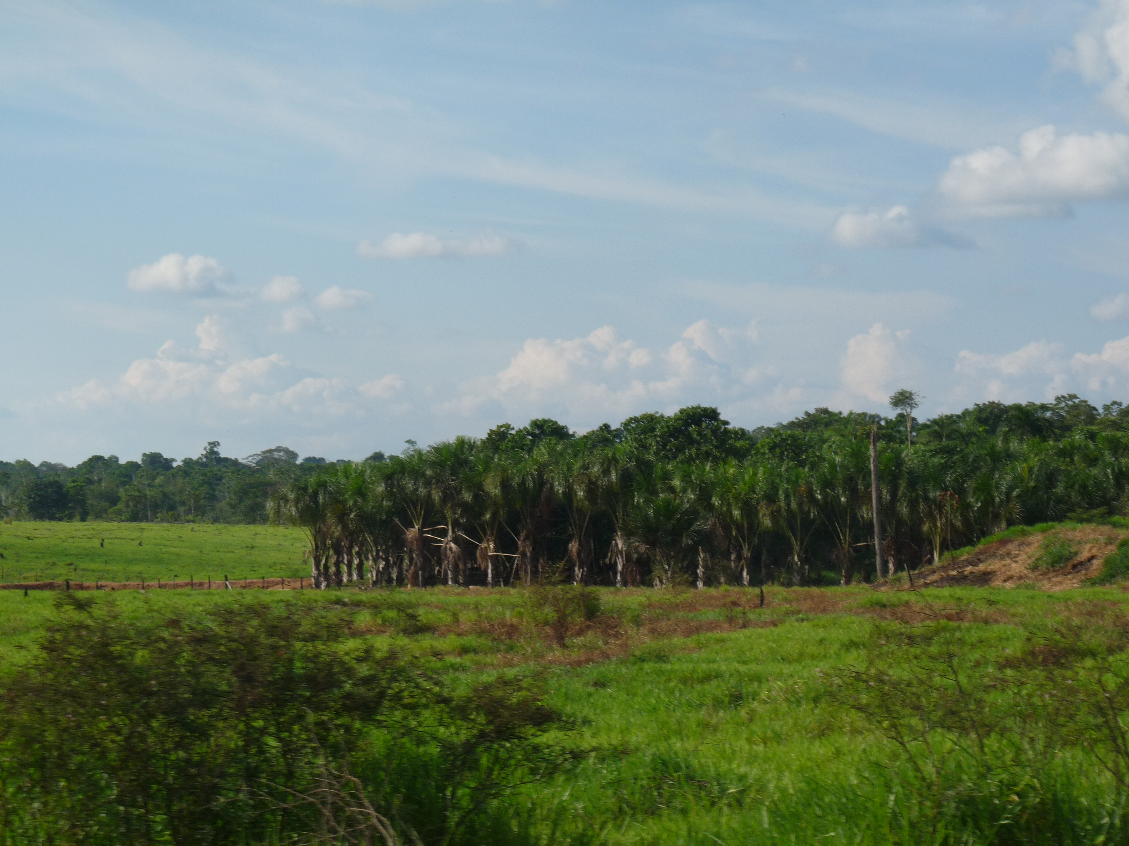 Cinco recomendaciones clave para mejorar la gestión de los bosques