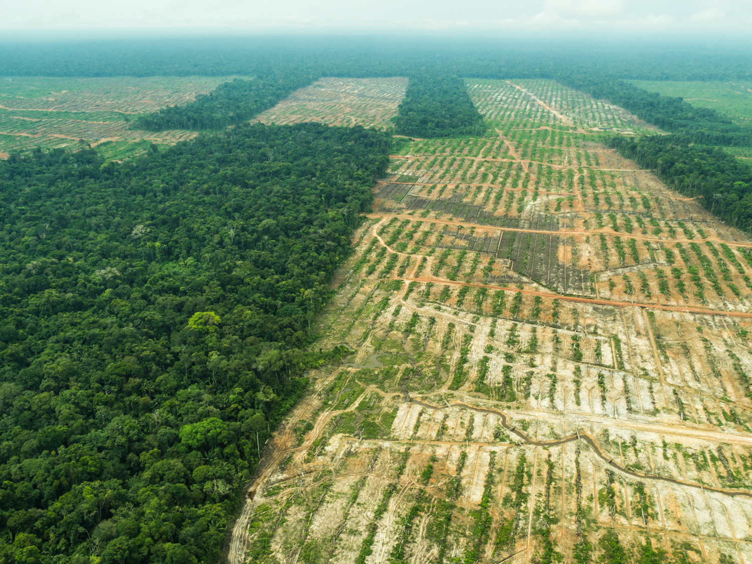 Nuevo estudio sobre los préstamos del Banco Mundial en el Perú: Perdiendo de vista el árbol y el bosque