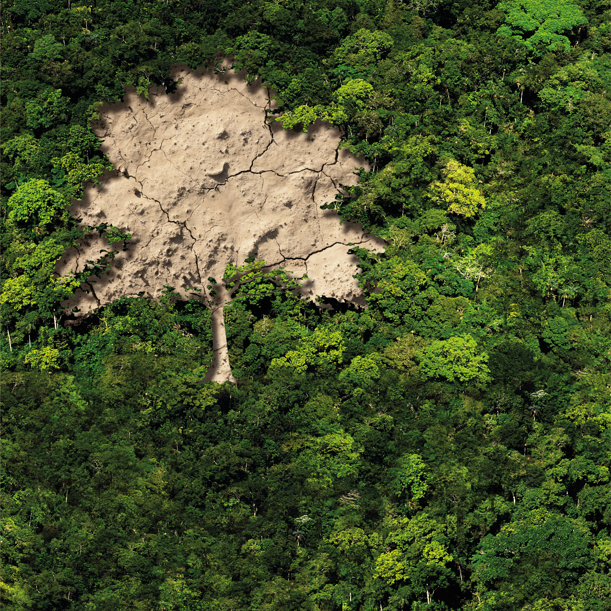 MTC, SERFOR y MINAM unen esfuerzos para desarrollar una nueva medida que busca prevenir la deforestación asociada a las carreteras en la Amazonía