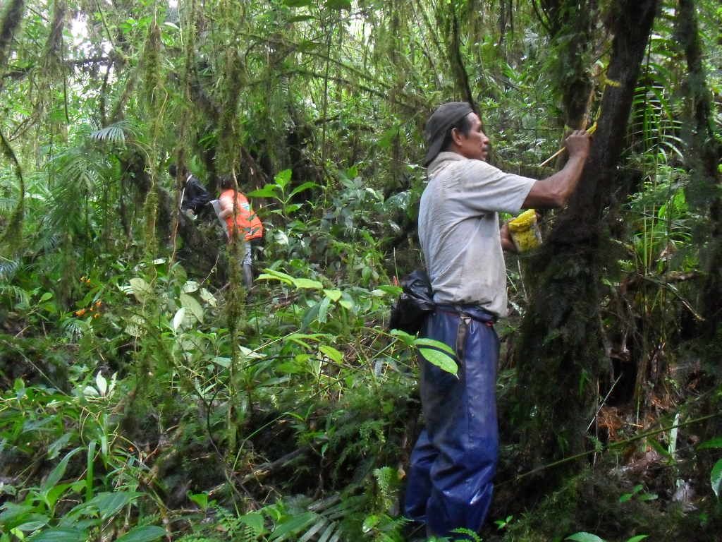 Proyecto Conservación de Bosques Indígenas: promoviendo el manejo forestal comunitario a través de unidades técnicas