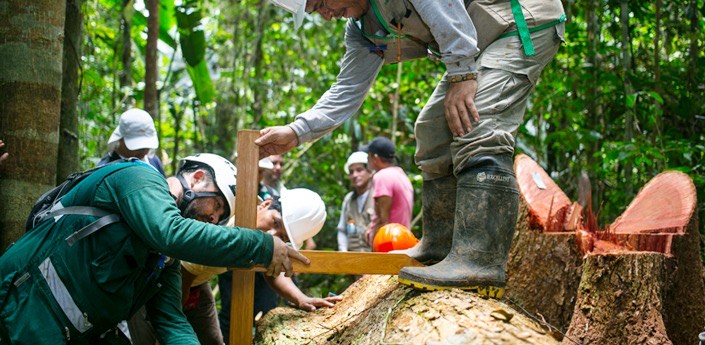 ¿La reactivación del sector forestal es un incentivo negativo para la conservación de los bosques en Loreto?