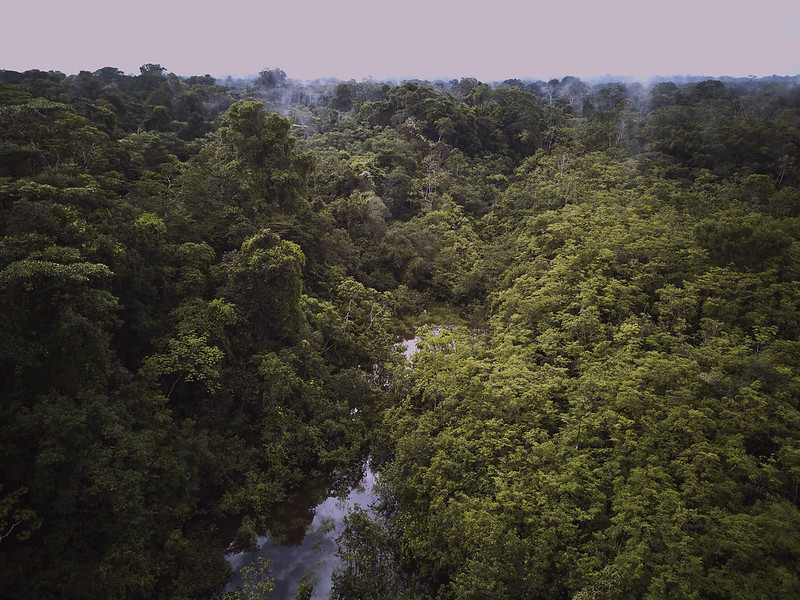 ¡Una buena noticia! Acuerdo Internacional para reducir la deforestación en la Amazonía Peruana se renueva por cinco años más