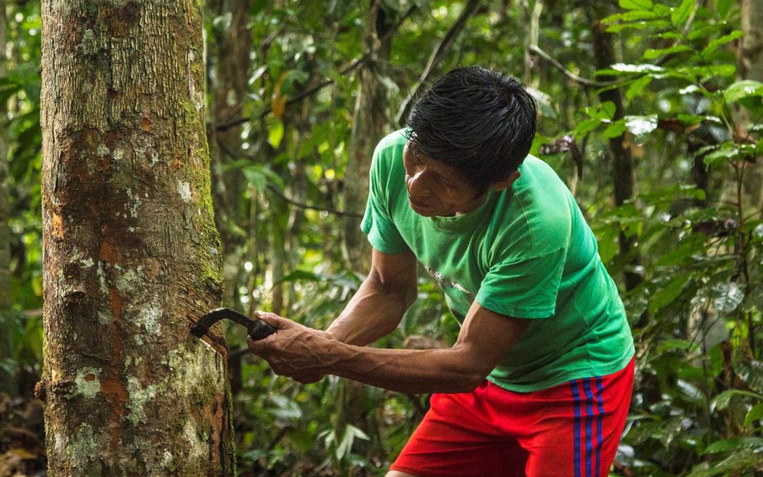 Manejo Forestal Comunitario: Avances y recomendaciones para su implementación