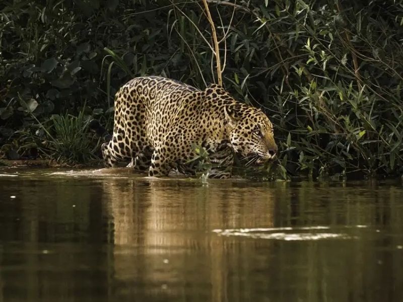 Presentan proyecto de ley para legalizar extracción de hidrocarburos en áreas naturales protegidas intangibles